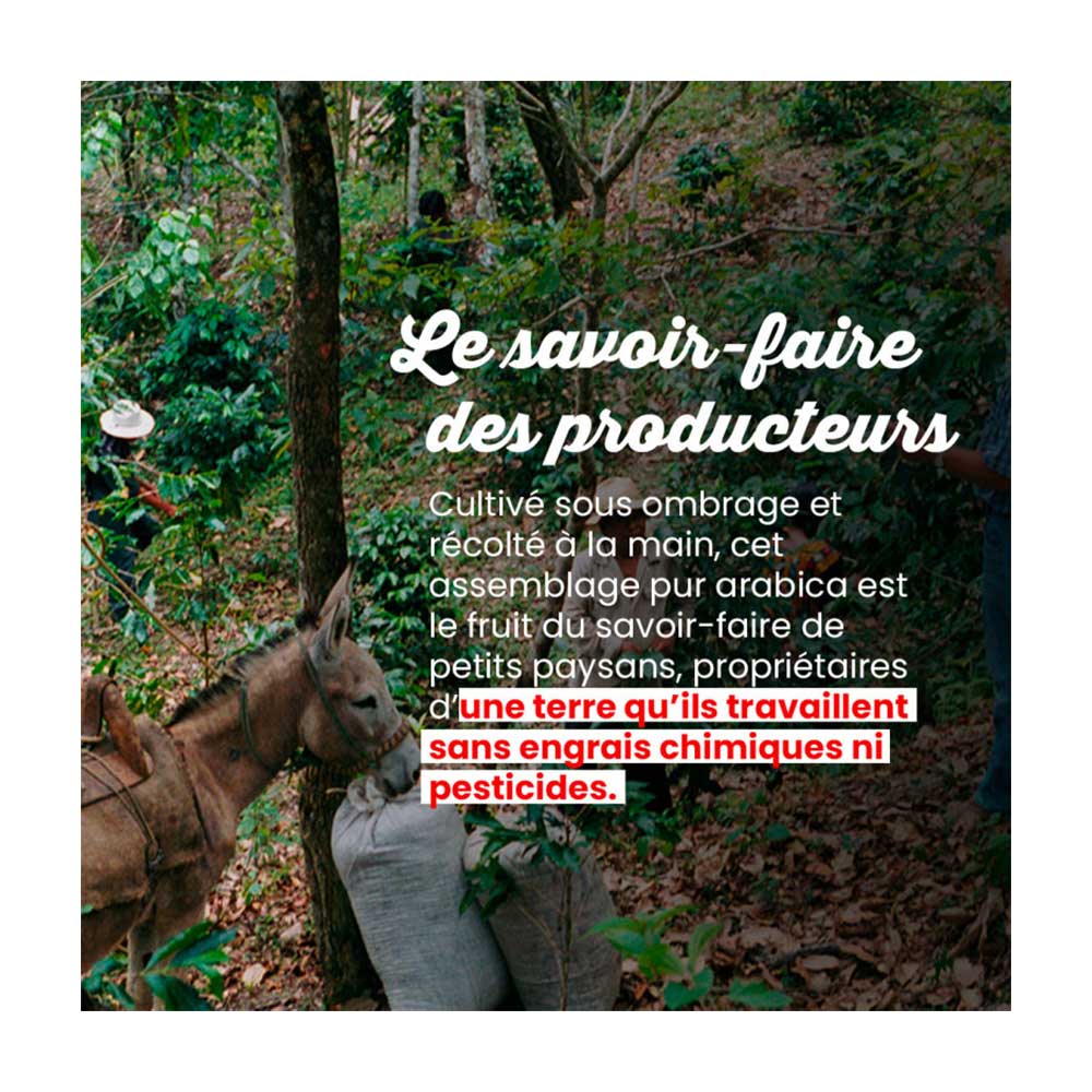 Dosettes de café Bio La Tierra - Machine EOH - MALONGO nouveau