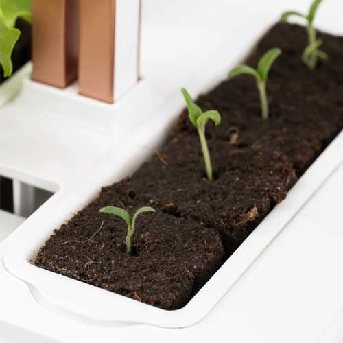 Kit de culture - VERITABLE fruits et légumes