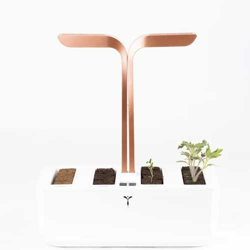 Kit de culture - VERITABLE bouture