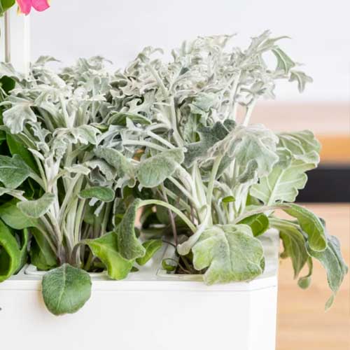 Lingot Cinéraire Maritime - VERITABLE plante