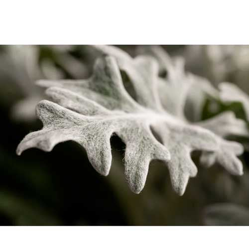 Lingot Cinéraire Maritime - VERITABLE feuille