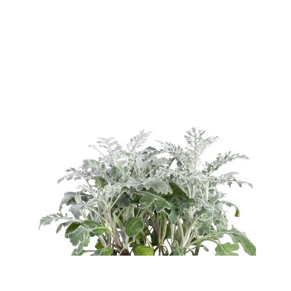 Lingot Cinéraire Maritime - VERITABLE