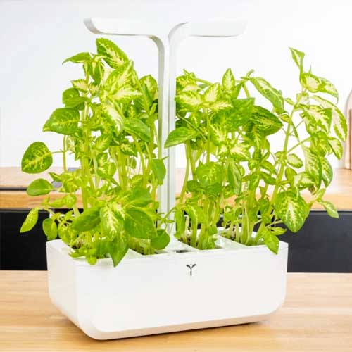 Lingot Coléus Jade - VERITABLE plante