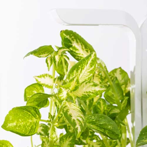 Lingot Coléus Jade - VERITABLE ambiance