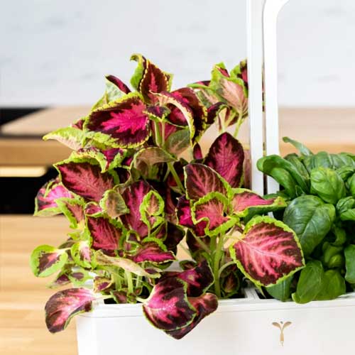 Lingot Coléus Rose - VERITABLE promotion