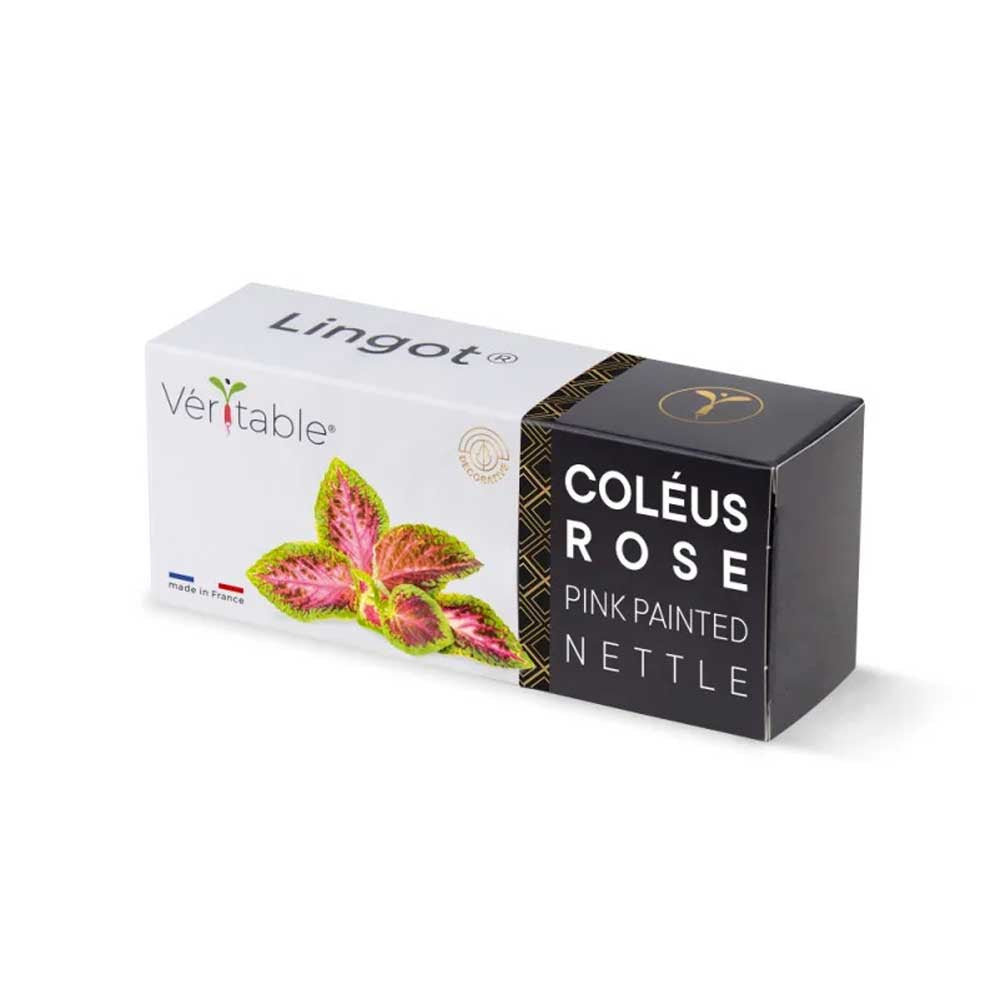 Lingot Coléus Rose - VERITABLE pack