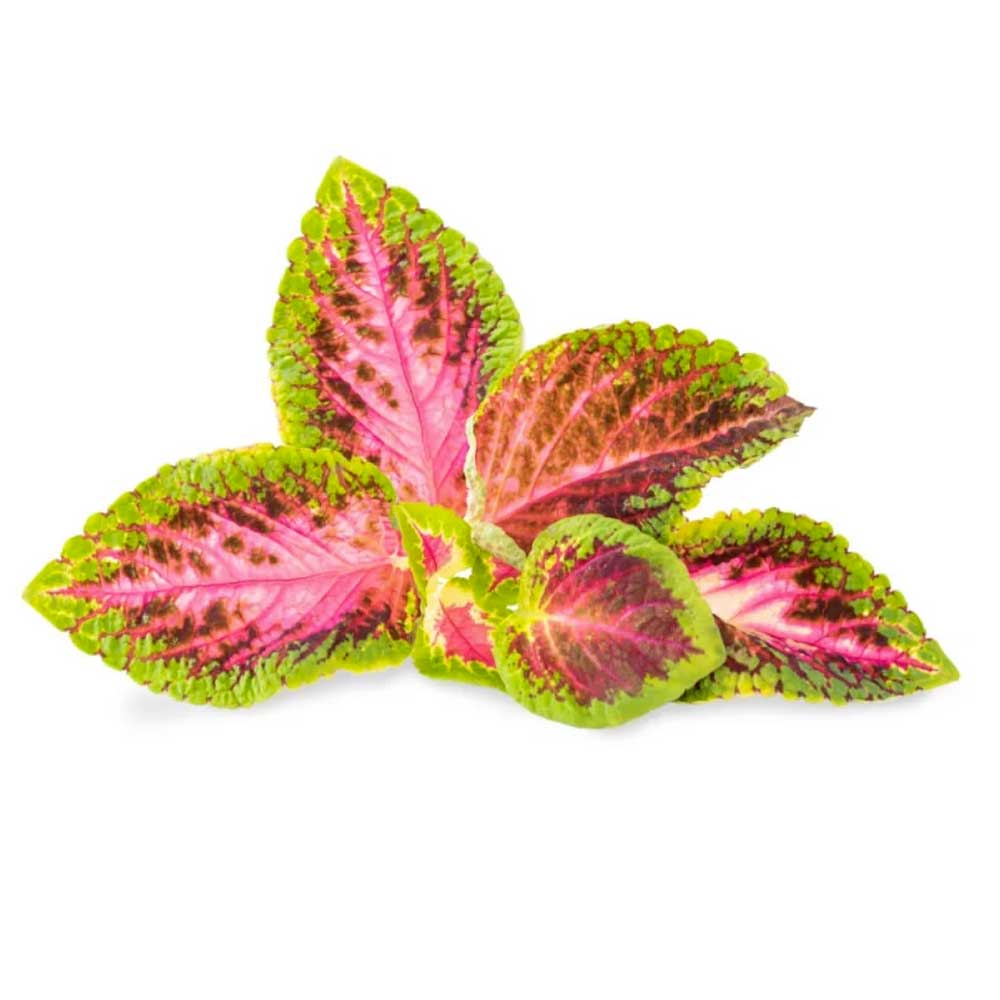 Lingot Coléus Rose - VERITABLE