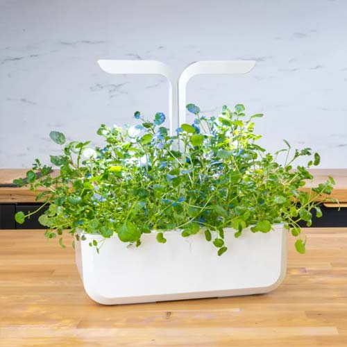 Lingot Cresson de fontaine BIO - VERITABLE tige et feuilles comestibles