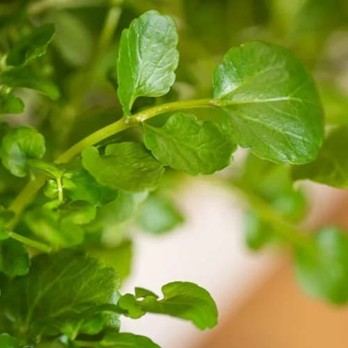 Lingot Cresson de fontaine BIO - VERITABLE germe en une semaine