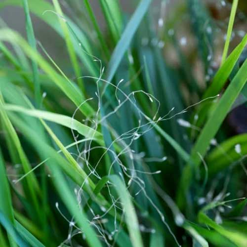 Lingot Herbe d'amour - VERITABLE plante