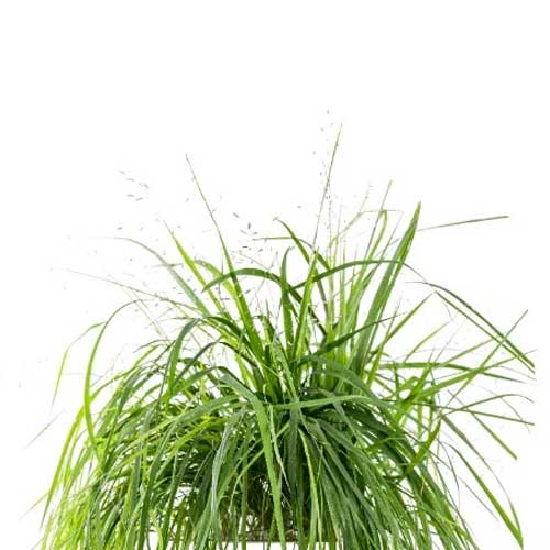 Lingot Herbe d'amour - VERITABLE