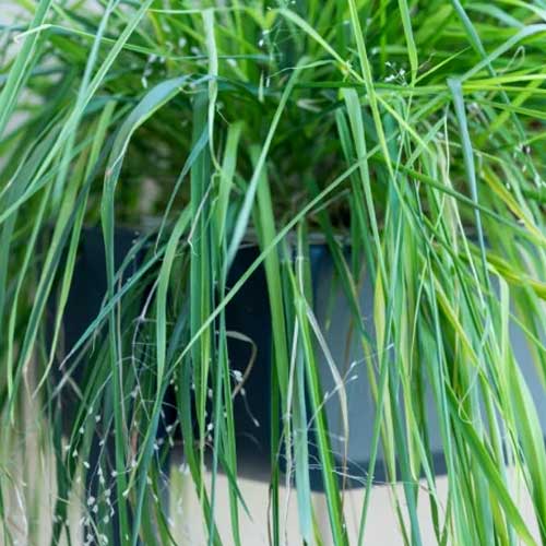 Lingot Herbe d'amour - VERITABLE feuille