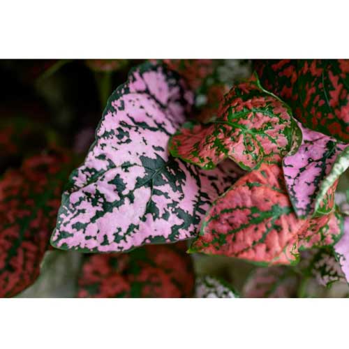 Lingot Hypoestes - VERITABLE plante