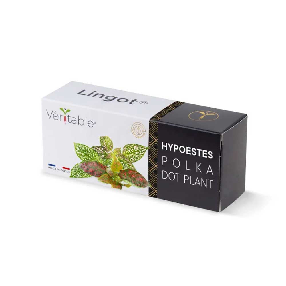 Lingot Hypoestes - VERITABLE pack