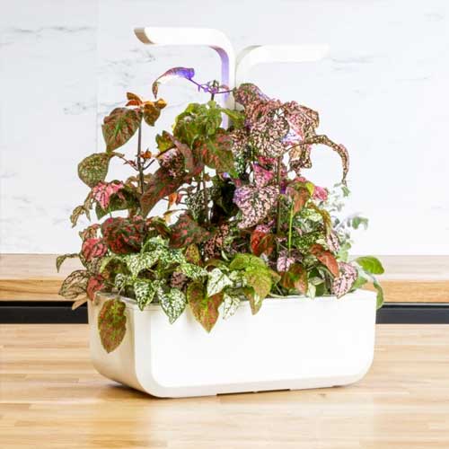 Lingot Hypoestes - VERITABLE feuille