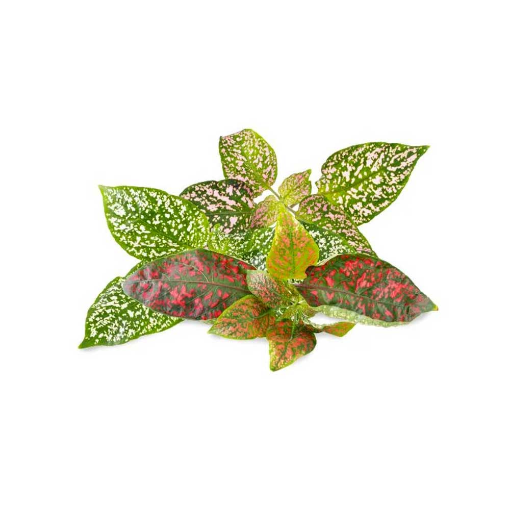 Lingot Hypoestes - VERITABLE