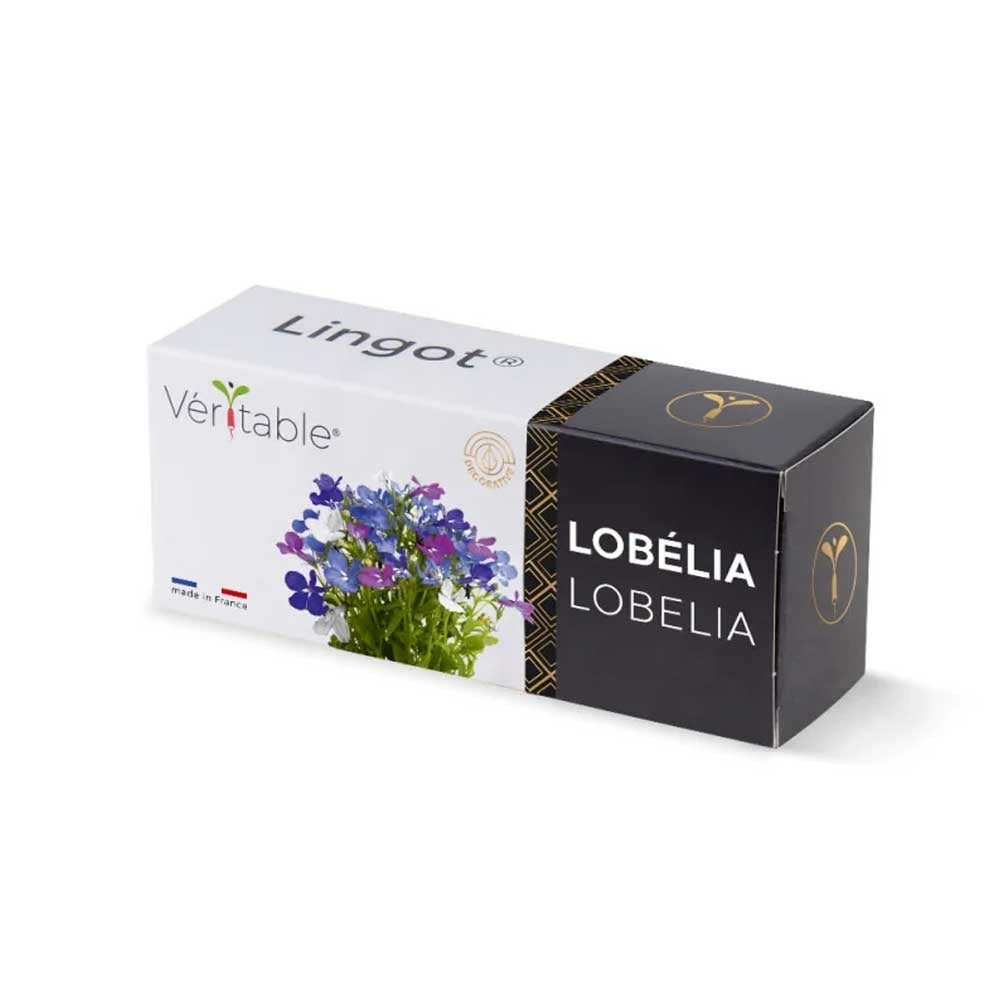 Lingot Lobélia - VERITABLE fleur