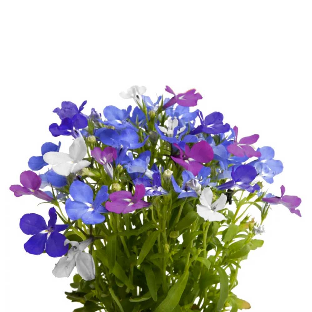 Lingot Lobélia - VERITABLE