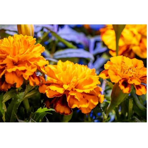 Lingot Œillet d'Inde - VERITABLE fleur comestible