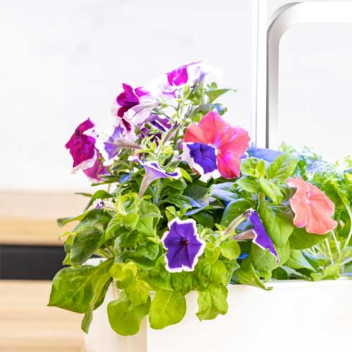 Lingot Pétunia Grande Fleur - VERITABLE promo