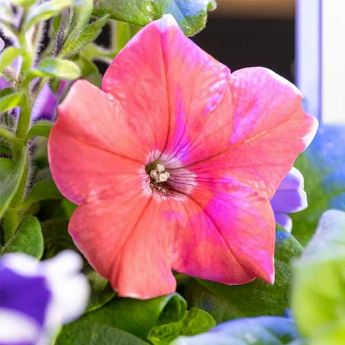 Lingot Pétunia Grande Fleur - VERITABLE plante