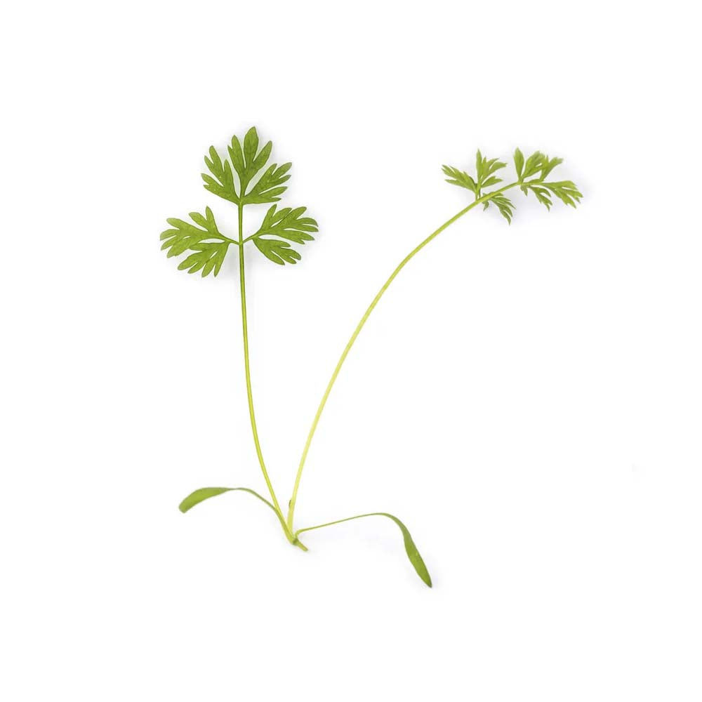 3 Micropousses carotte - VERITABLE