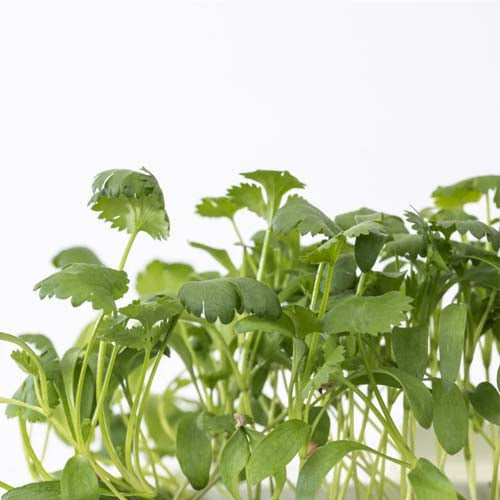 3 Micropousses coriandre - VERITABLE meilleur prix