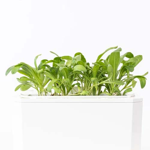 3 Micropousses souci - VERITABLE potager d'intérieur