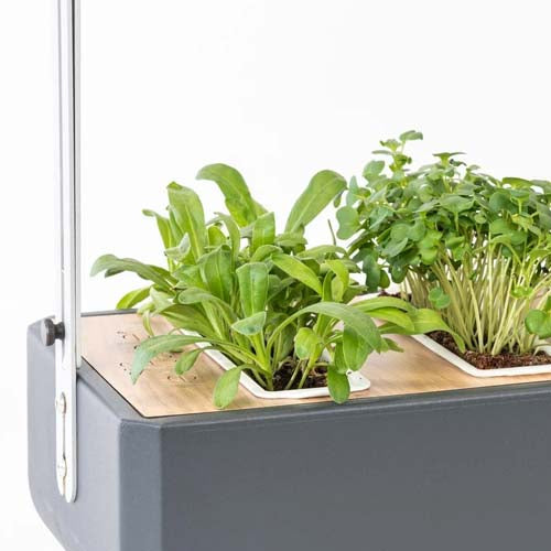 3 Micropousses souci - VERITABLE fabriqué en France, usage unique