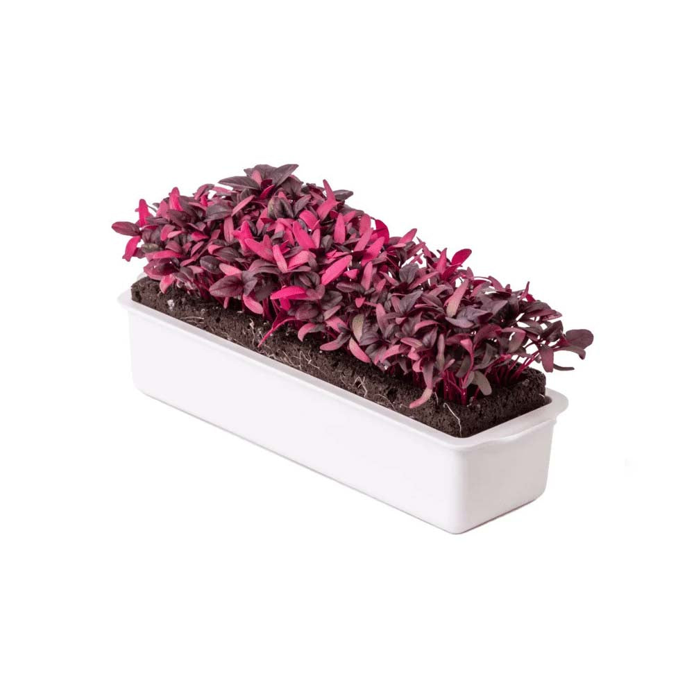 Kit 2 paniers semis et micropousses - VERITABLE fleurs comestibles aromates