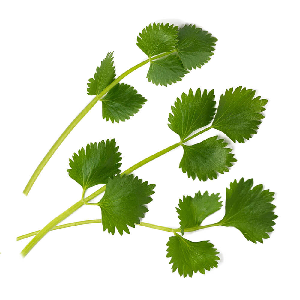 Lingot Anis Vert BIO - VERITABLE