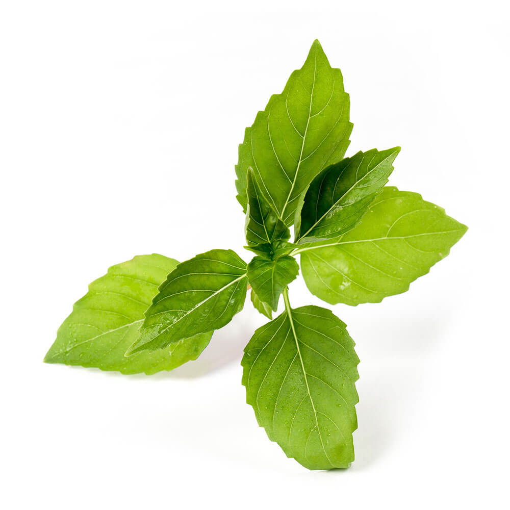 Lingot Basilic Citron BIO - VERITABLE