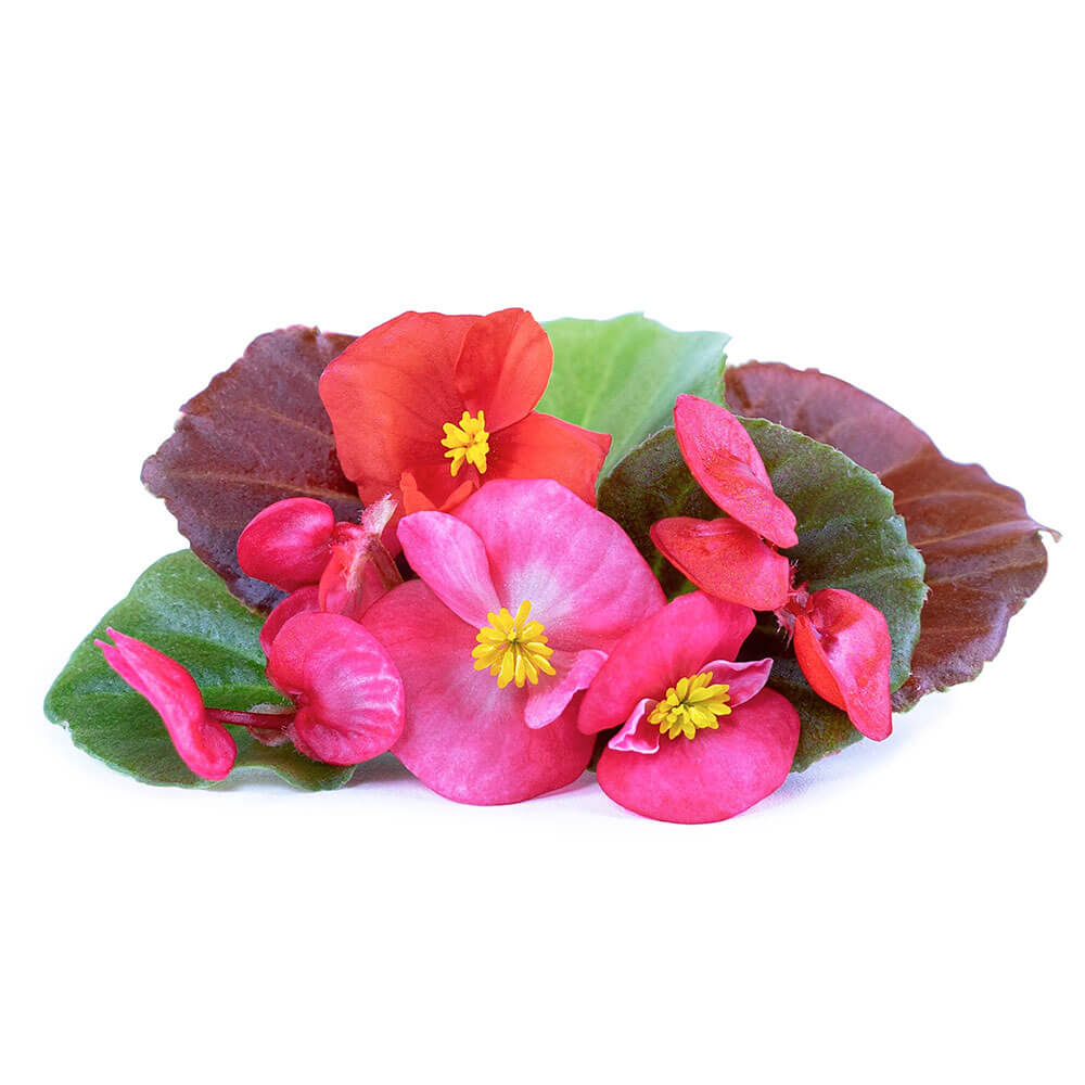 Lingot Bégonia - VERITABLE