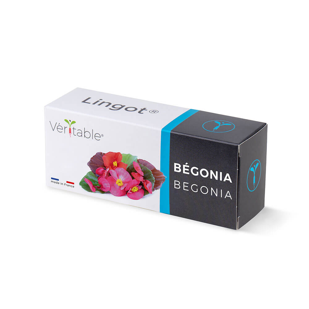 Lingot Bégonia emballé - VERITABLE