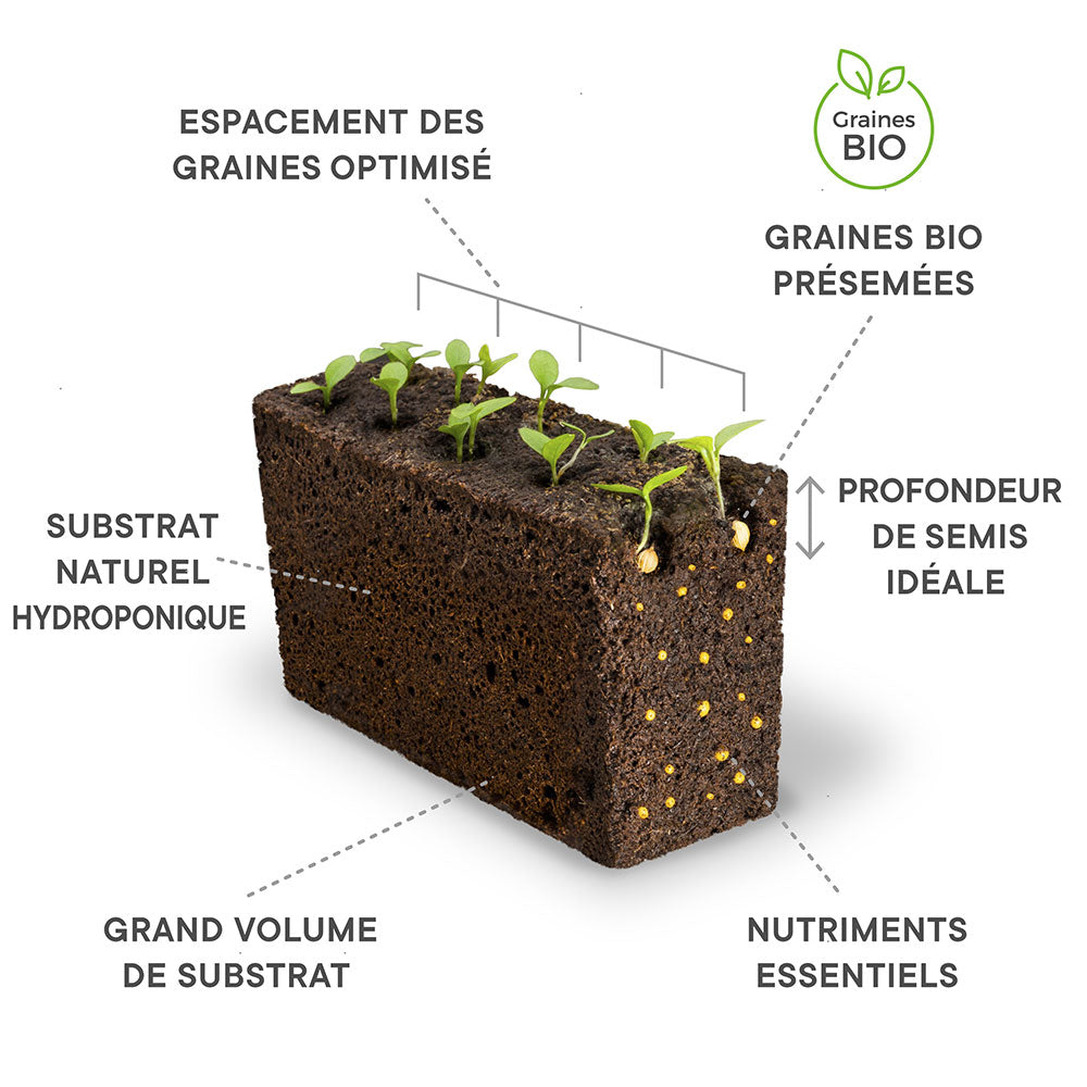 Composition du Lingot Persil Japonais Mitsuba - VERITABLE