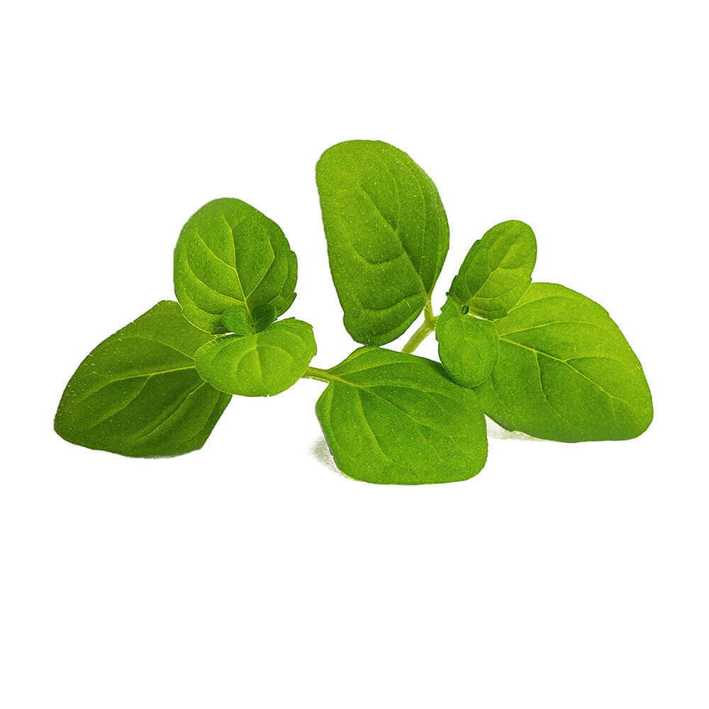 Lingot Menthe Glaciale BIO - VERITABLE