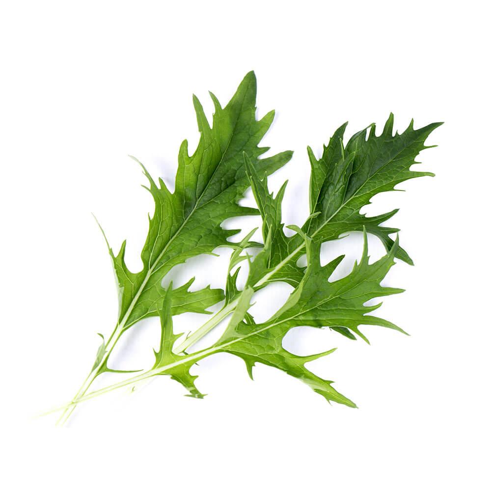 Lingot Mizuna BIO - VERITABLE