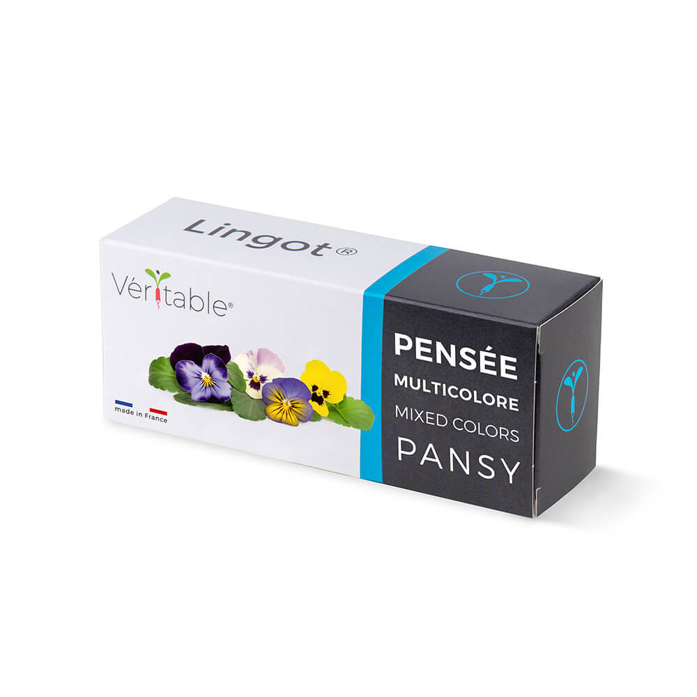Lingot Pensée Multicolore emballé - VERITABLE