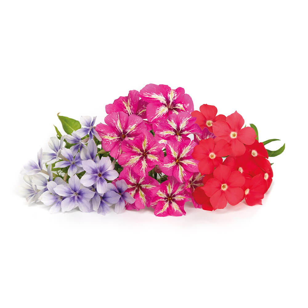 Lingot Phlox - VERITABLE
