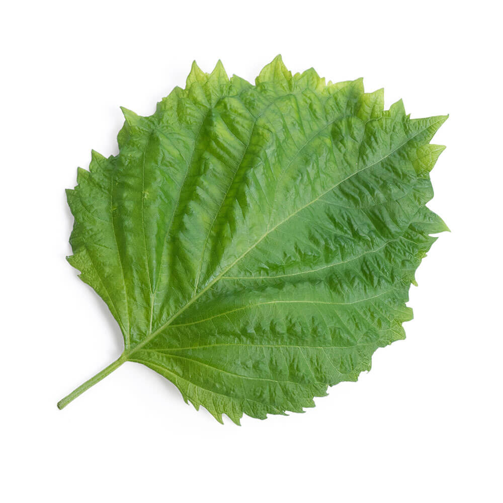Lingot Shiso vert - VERITABLE