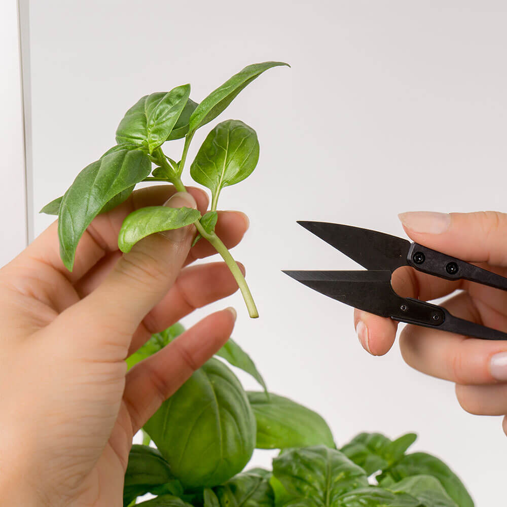 Utilisation des Mini Ciseaux à Herbes - VERITABLE