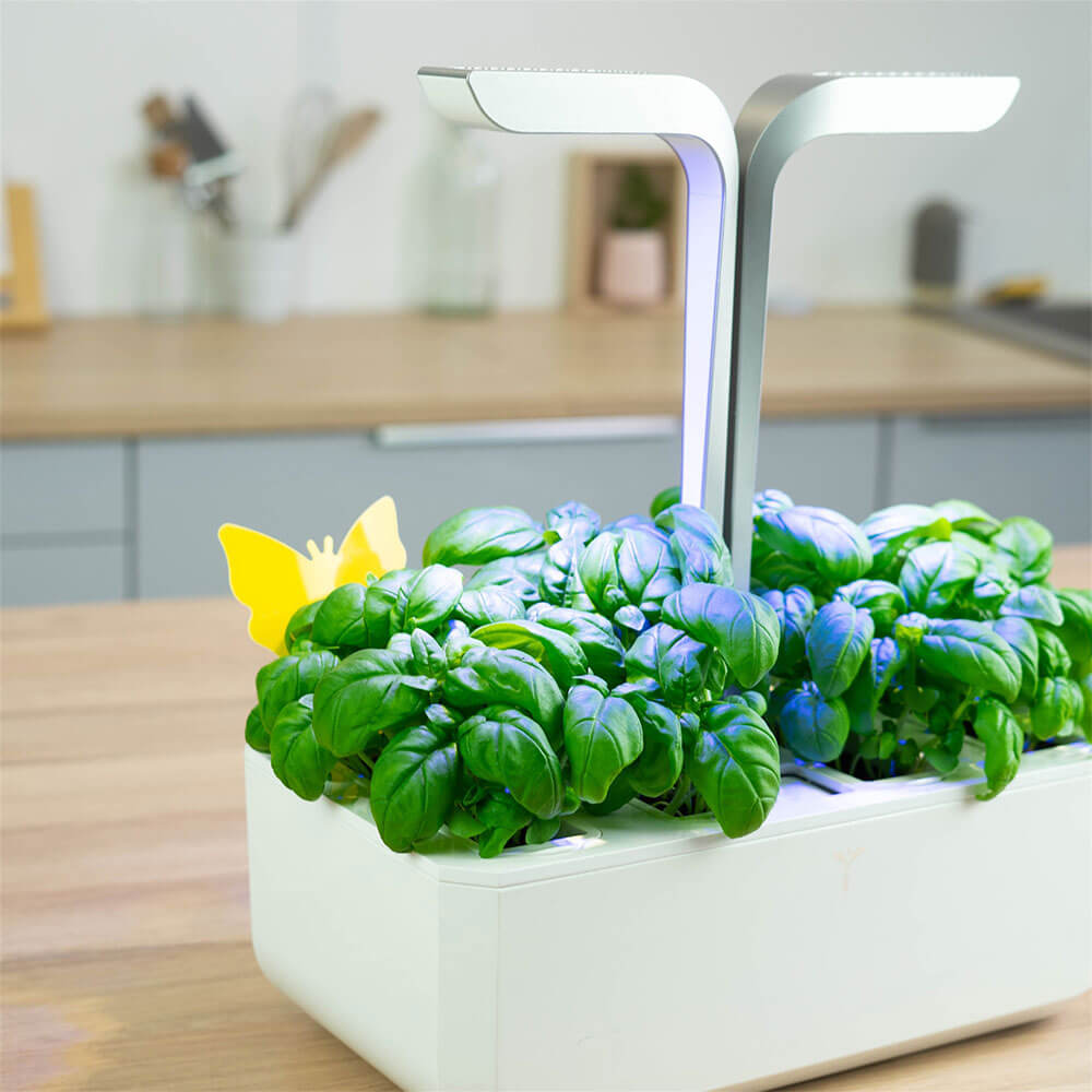 8 Pièges jaunes collants contre les insectes dans un potager d'intérieur- VERITABLE