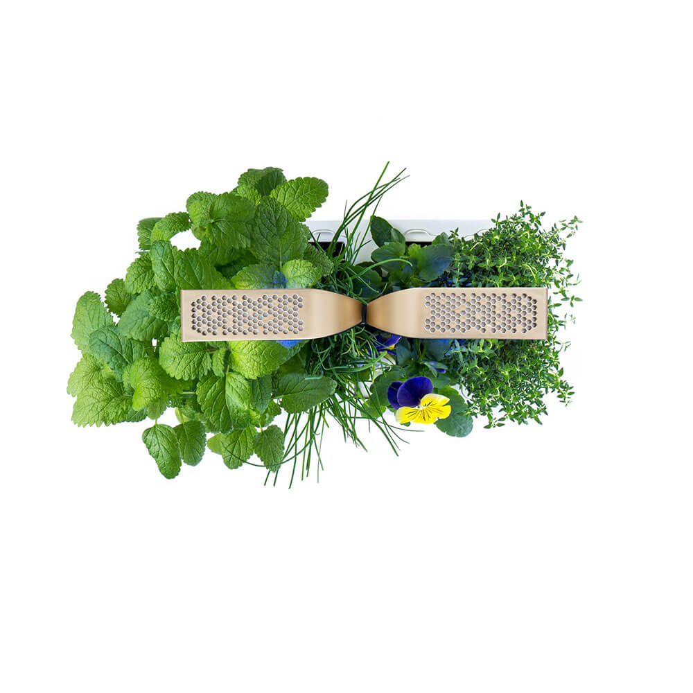 Potager d'intérieur Connect Moonlight Gold avec 4 lingots OFFERTS vue du dessus - VERITABLE