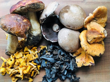Quel champignon choisir ?