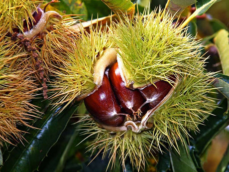 Mange-t-on vraiment des marrons ? Quelles sont les différences entre les marrons et les châtaignes ?