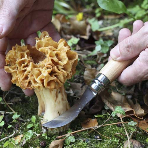 Couteau n°8 Inox Champignon - OPINEL lame courbe