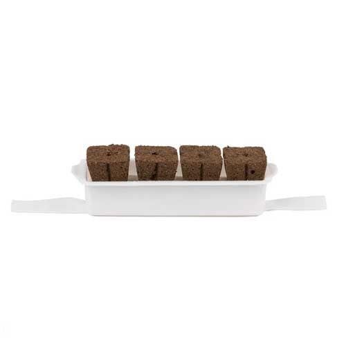 Kit de culture - VERITABLE plante