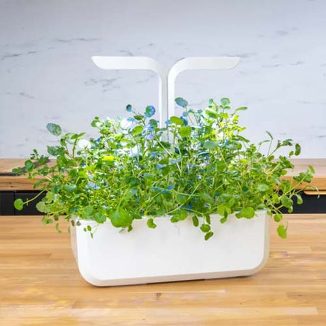 Lingot Cresson de fontaine BIO - VERITABLE tige et feuilles comestibles