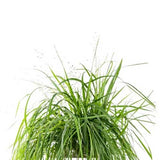 Lingot Herbe d'amour - VERITABLE