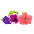 Lingot Pétunia Grande Fleur - VERITABLE